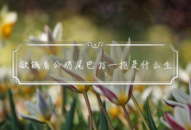 欲钱看公鸡尾巴打一指是什么生肖，准确解释词语释义